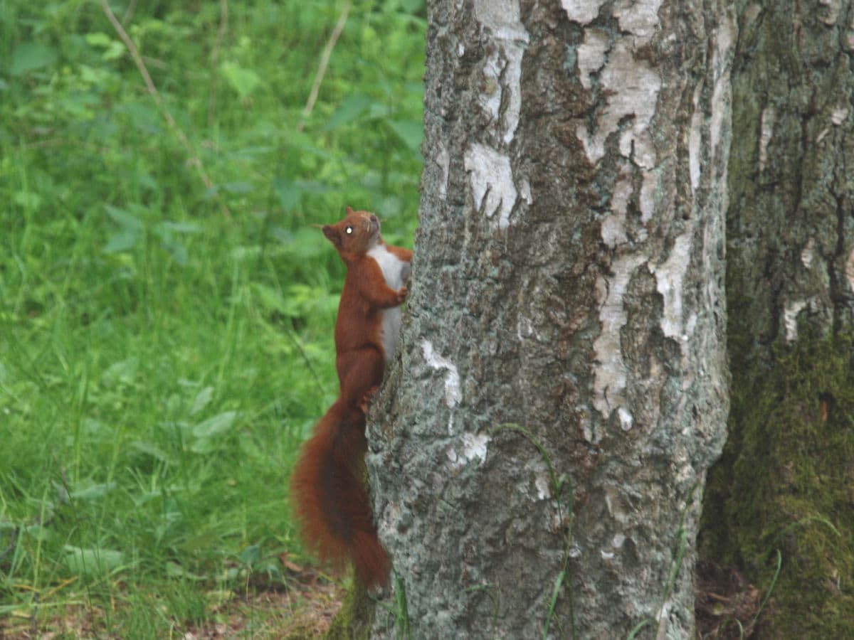 Im Wald