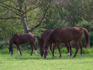 Ferienwohnung Oberle - Schwanau - image1