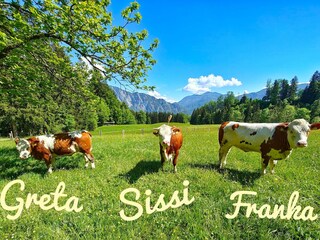 Vakantieappartement Unterach am Attersee Buitenaudio-opname 9