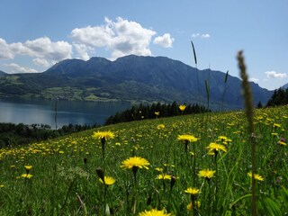 Spring at Lake Attersee
