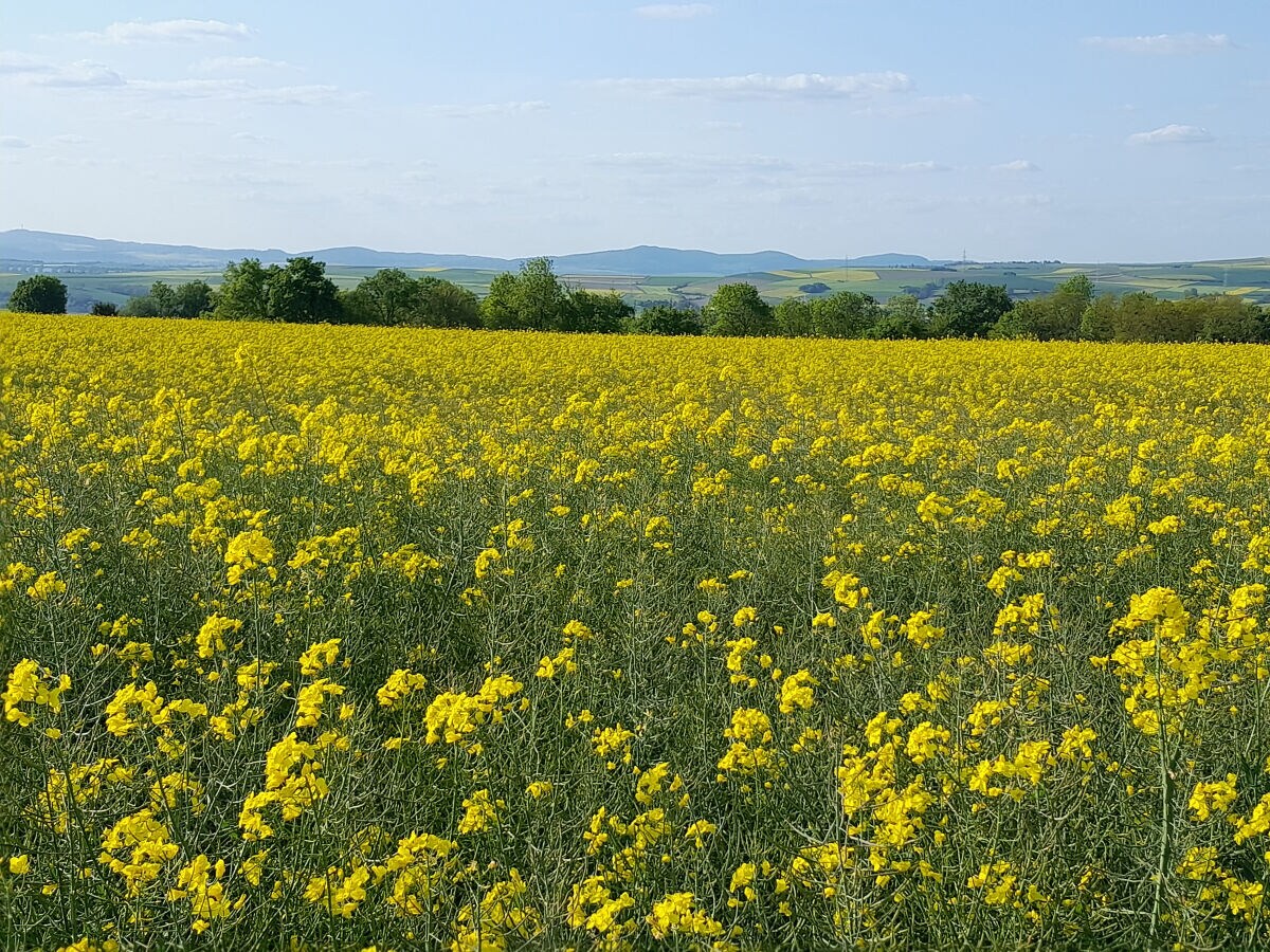 das Maifeld