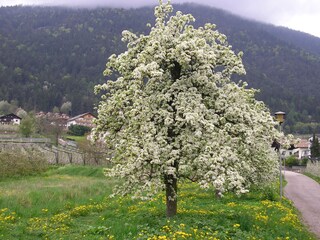 Birnenbaum bei der Blüte