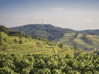 Totenkopf im Kaiserstuhl