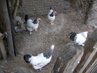 Appartamento per vacanze Tisens Registrazione all'aperto 7