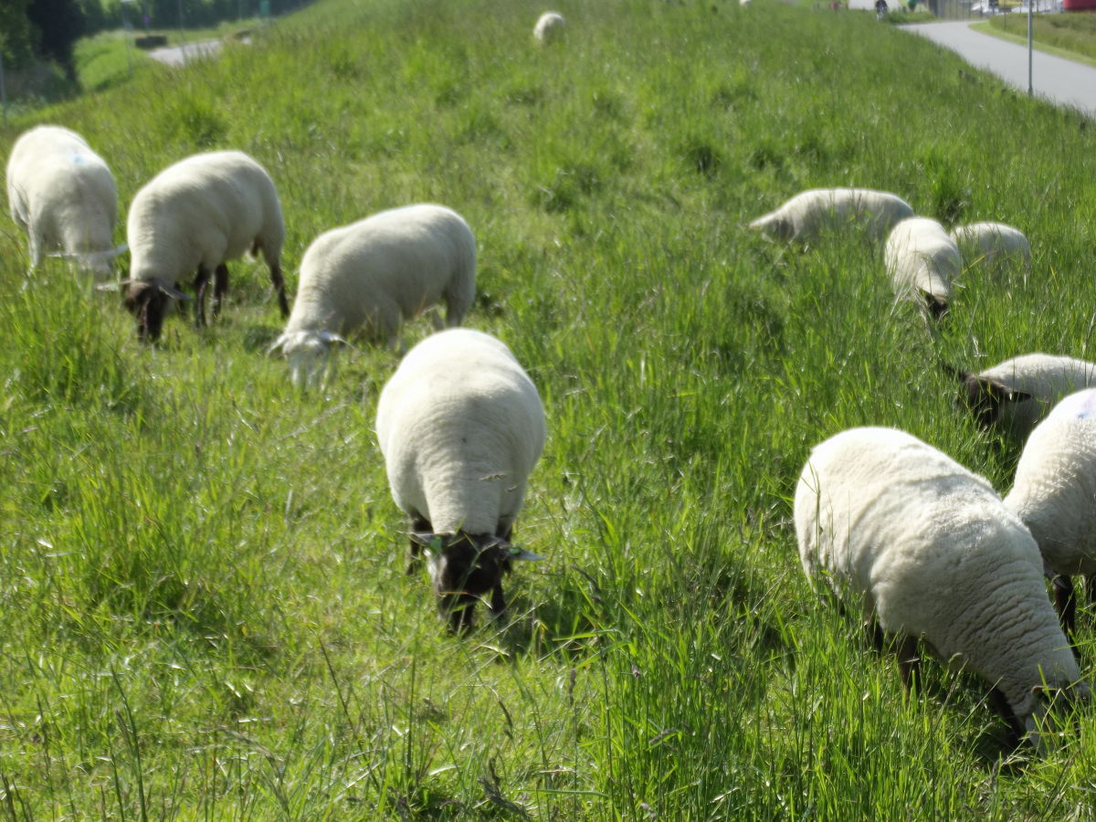 Deichbewohner in der Nähe des Parks