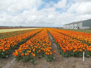 Casa per le vacanze Callantsoog Ambiente 19