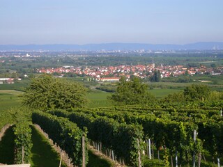 Blick von Chargund auf die Rheinebene