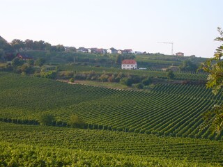 Edelweinort Herxheim am Berg