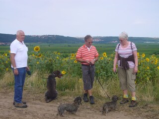 Wandern durch die Weinbergslandschaft