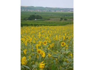 Weinbergslandschaft