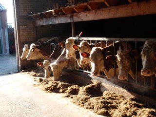 Appartamento per vacanze Zoeterwoude Registrazione all'aperto 2