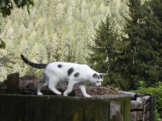 Appartamento per vacanze Lüsen Ambiente 14