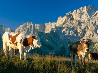 Kühe im Karwendel