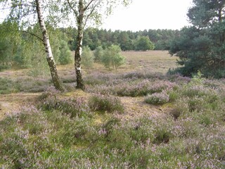 Appartamento per vacanze Bispingen Registrazione all'aperto 6