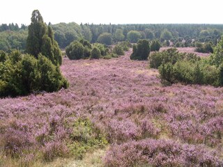 Appartamento per vacanze Bispingen Registrazione all'aperto 8