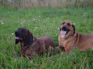 Unsere Hofhunde