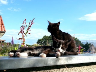 Unsere Katzen