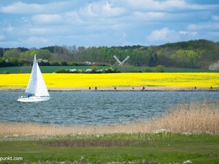 Schlei