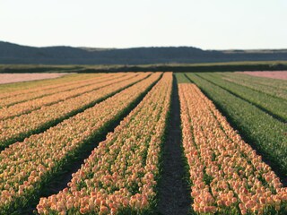 Appartamento per vacanze Callantsoog Ambiente 21