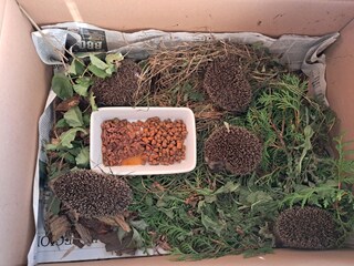 Casa per le vacanze Neuenkirchen/Niederelbe Pianta del piano 40