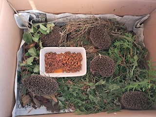 Vakantiehuis Neuenkirchen/Niederelbe Grondplan 40