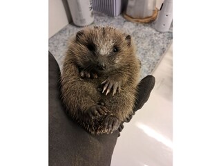 Casa de vacaciones Neuenkirchen/Niederelbe Plano de planta 41