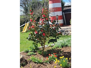 Ferienhaus Neuenkirchen/Niederelbe Außenaufnahme 9