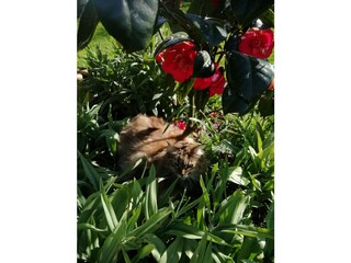 Casa per le vacanze Neuenkirchen/Niederelbe Registrazione all'aperto 6