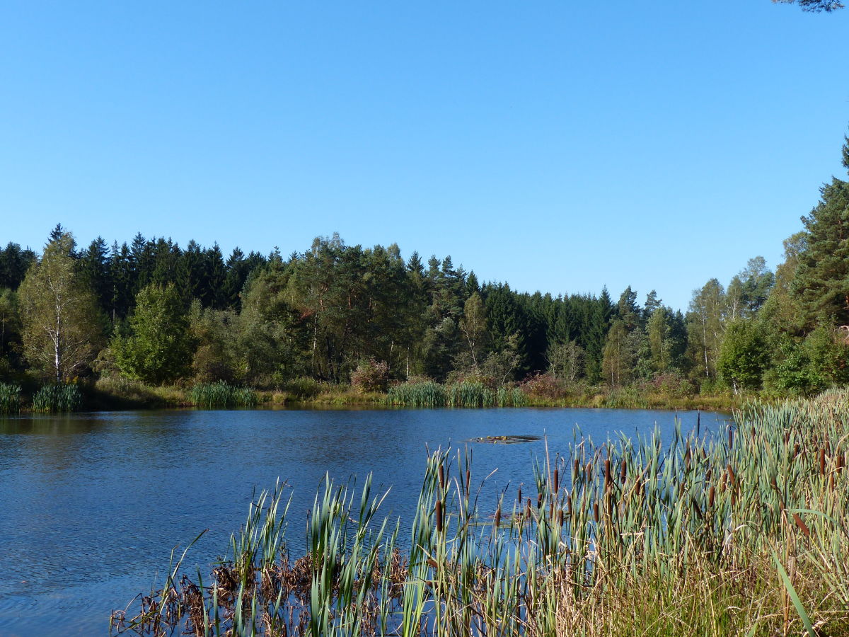 Im Wald ein See