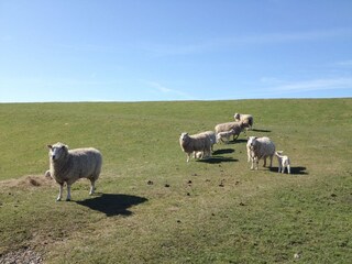 Appartamento per vacanze Utersum Ambiente 23