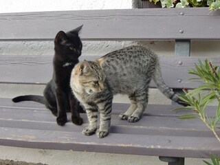 Appartamento per vacanze Meran Ambiente 34