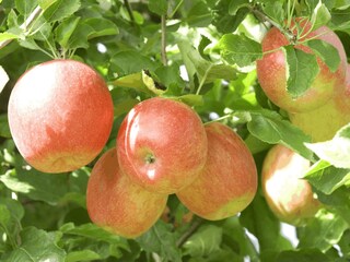 Appartamento per vacanze Meran Ambiente 35