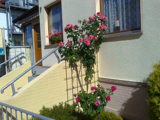 unsere Rosen