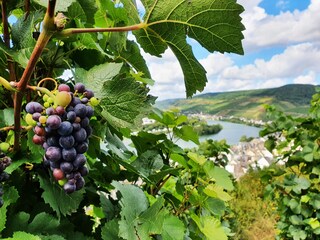 Wanderwege rund um Zell