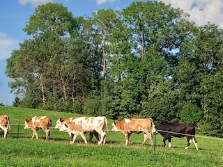 Biohof Wegscheid Umgebung 24