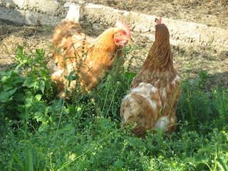 Biohof Wegscheid Umgebung 31