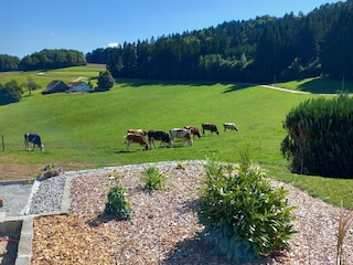 Biohof Wegscheid Umgebung 27