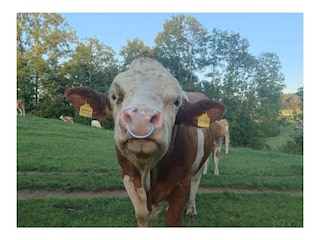 Biohof Wegscheid Umgebung 29