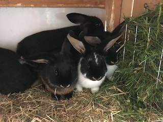 Biohof Wegscheid Umgebung 28