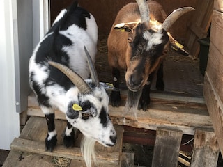 Biohof Wegscheid Umgebung 25