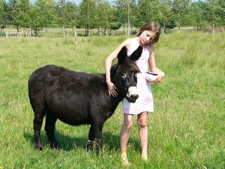Streichelzoo Esel, Pony, Ziegen, Hasen