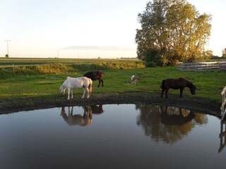 unsere Tiere am Horse Lake