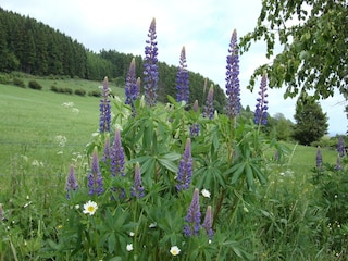 Apartment Hallenberg Environment 29