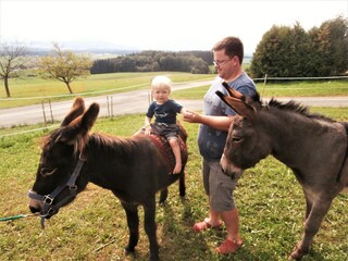 Fattoria Mattsee Ambiente 20