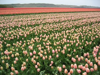 Tulpenfelder