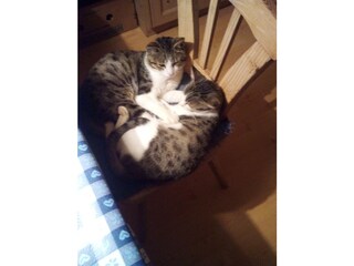 Appartamento per vacanze Villanders Registrazione all'aperto 8