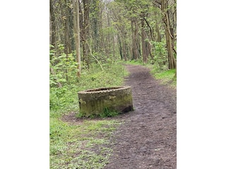 Wald in de Haan