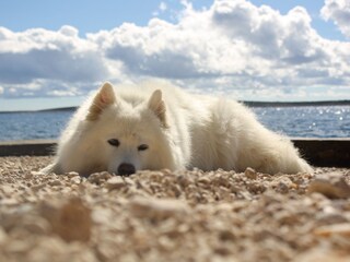 Appartamento per vacanze Mandre Ambiente 31