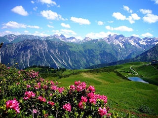 Alpenrosen am Fellhorn