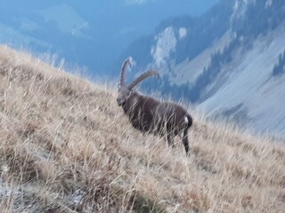 Appartamento per vacanze Au in Vorarlberg Ambiente 18